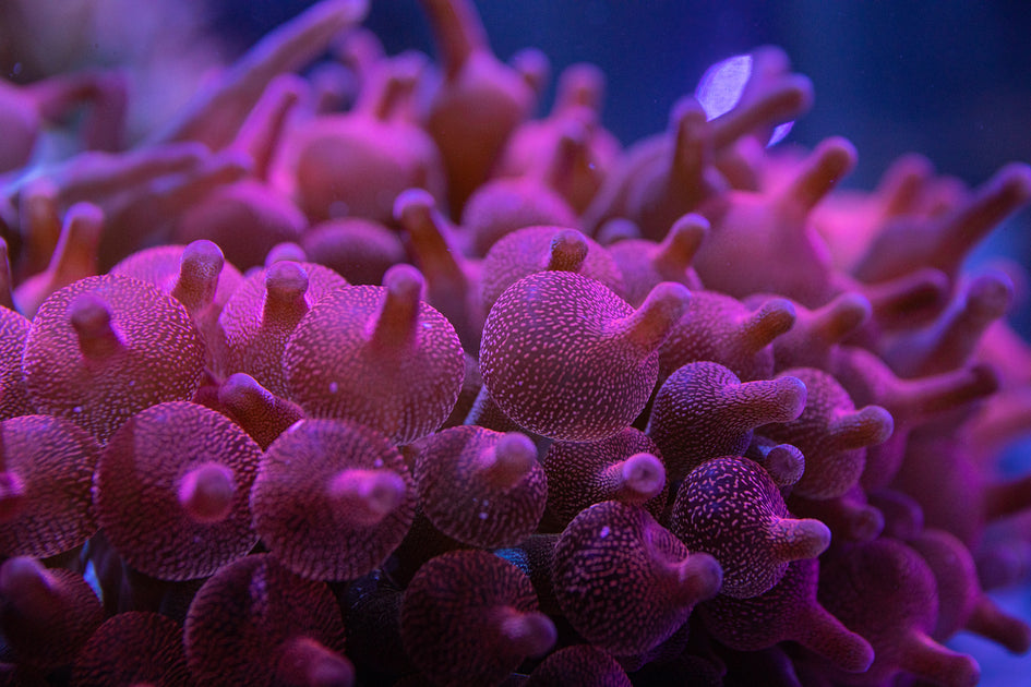 Anemones – Reef Systems Coral Farm, Inc.