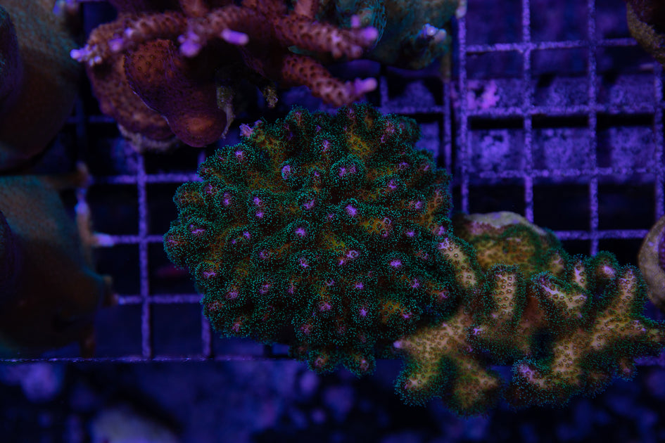 Pocillopora – Reef Systems Coral Farm, Inc.