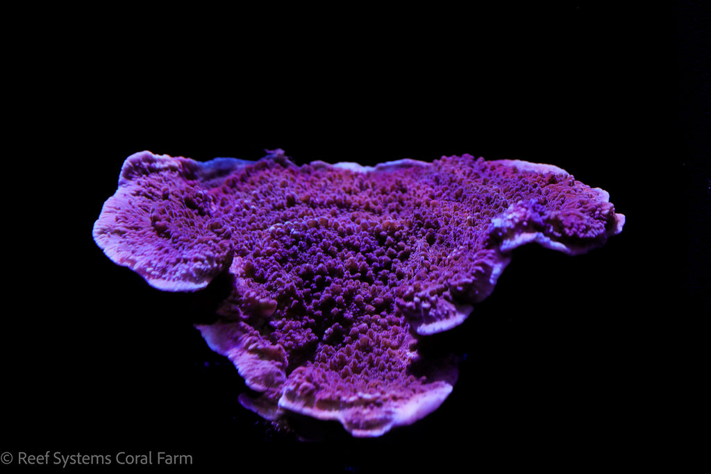 Idaho Grape Montipora Capricornis – Reef Systems Coral Farm, Inc.