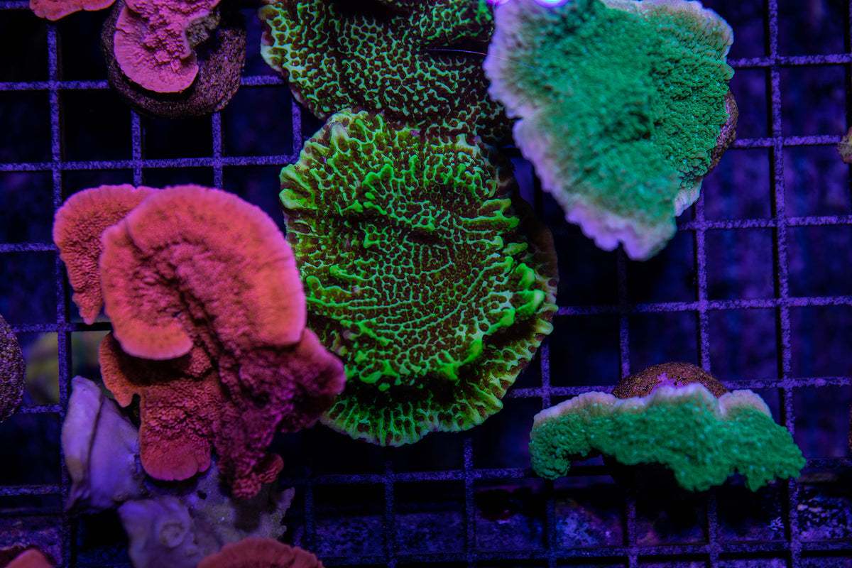 Green Montipora Spongodes – Reef Systems Coral Farm, Inc.