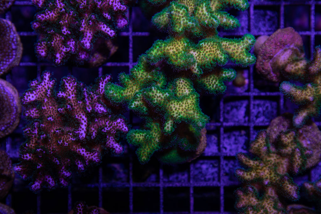 Pocillopora – Reef Systems Coral Farm, Inc.