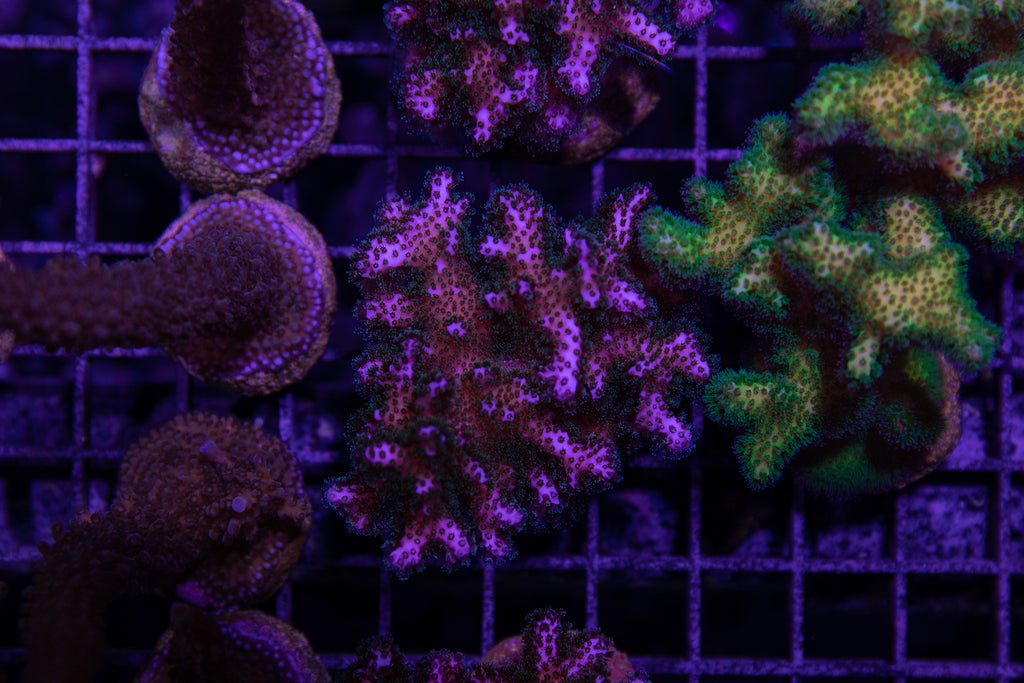 Pocillopora　zakuchiku Momong Pocillopora – Reef Systems Coral Farm, Inc.