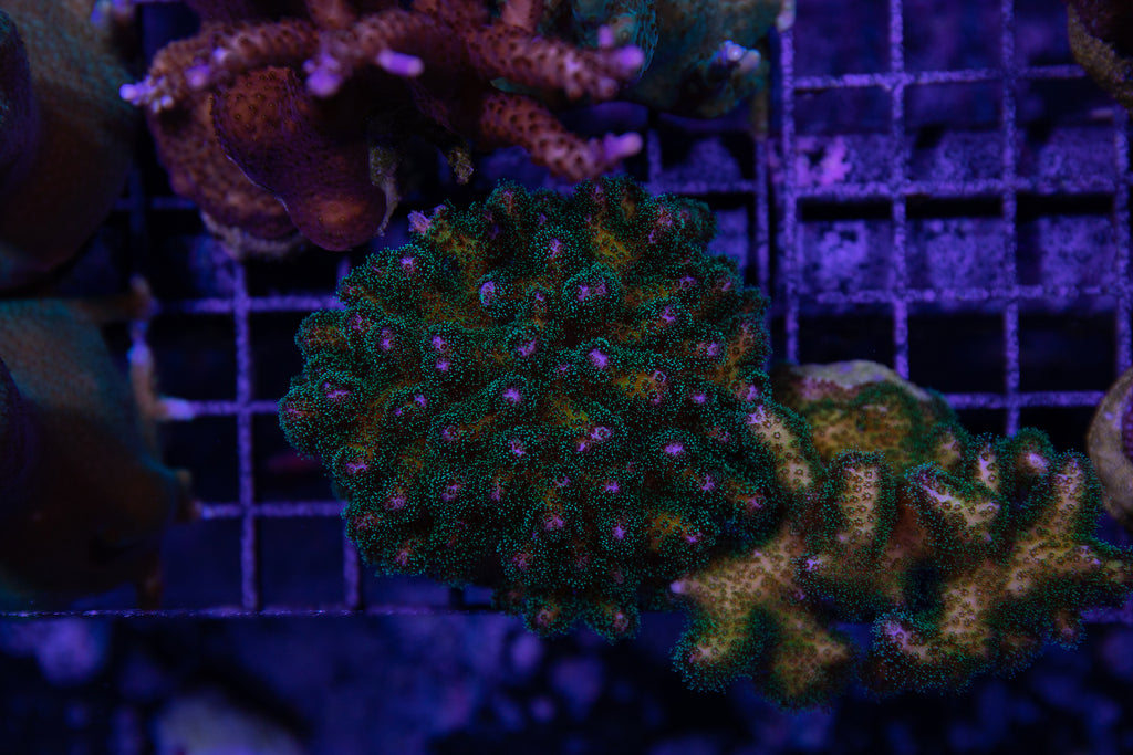 Pocillopora – Reef Systems Coral Farm, Inc.