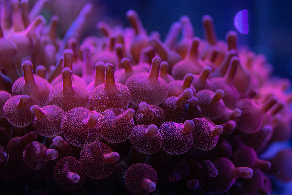 kun anemoneがま口 kun anemoneがま口 Anemones – Aquarium