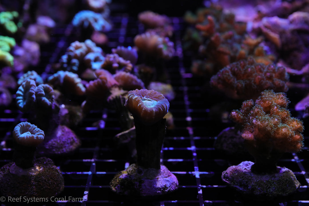 Green-Centered Candy Cane Coral – Reef Systems Coral Farm, Inc.