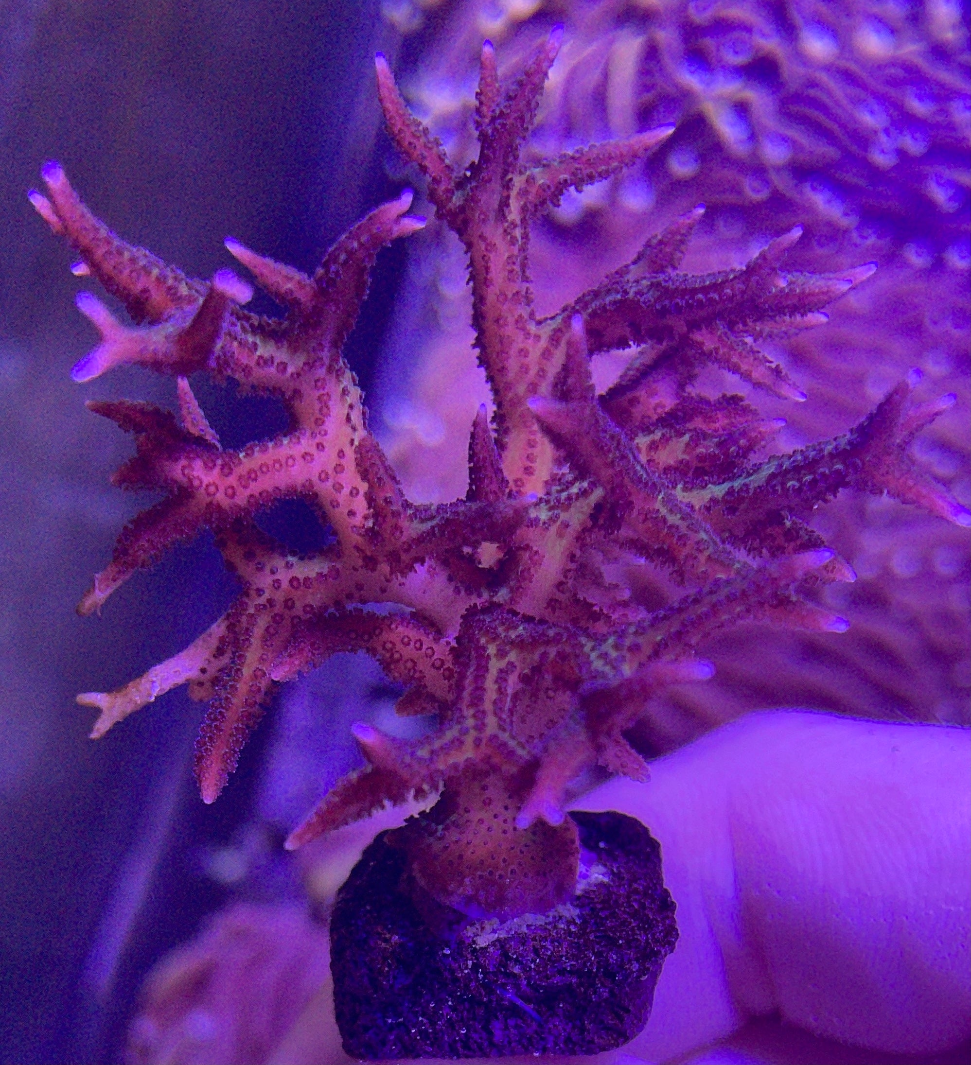 トゲサンゴ (Pink Birds Nest) 7x5cm Pink Hystrix Bird's Nest - YouTube