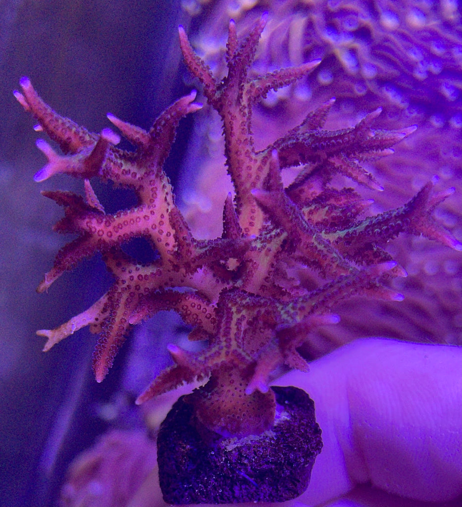 Pink Birdsnest (Hystrix Birdsnest) – Reef Systems Coral Farm