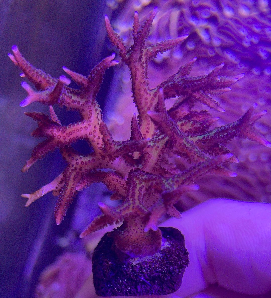 Pink Birdsnest (Hystrix Birdsnest) – Reef Systems Coral Farm