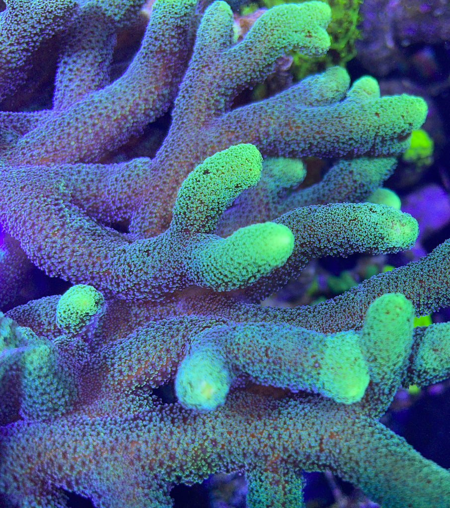 https://reefsystemscoralfarm.com/cdn/shop/products/image_a62ff7ab-5cbb-4274-9728-12e3bced99da_1024x1024.jpg?v=1638564681