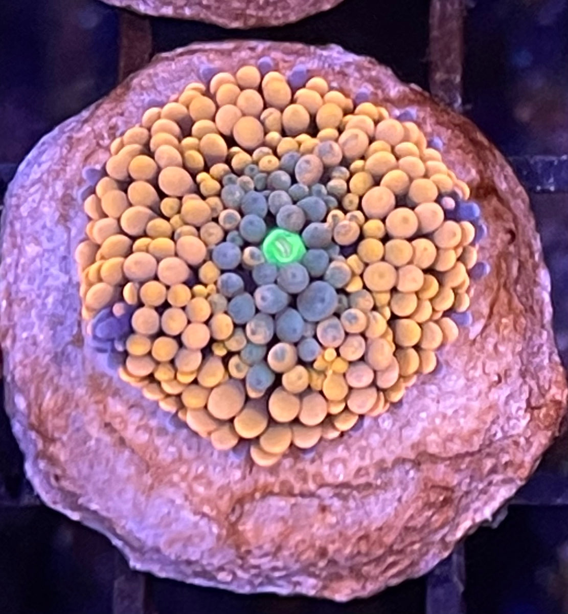 Orange Ricordea Mushroom Reef Systems Coral Farm, Inc.